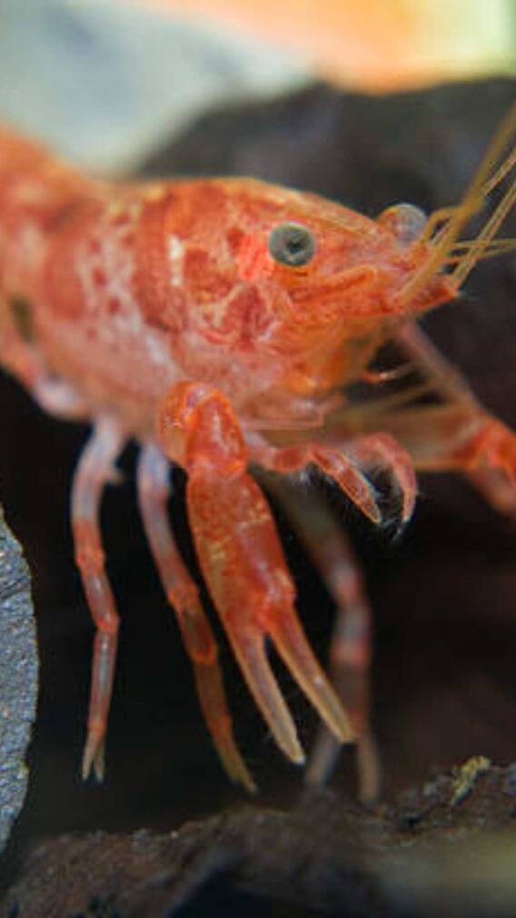 किस जानवर की होती है सबसे तेज आवाज?