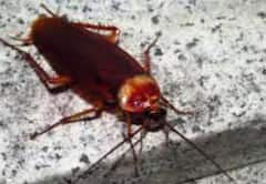 ਸਿਰ ਕੱਟਣ ਤੋਂ ਬਾਅਦ ਵੀ ਜਿਉਂਦਾ ਰਹਿ ਸਕਦਾ ਤੁਹਾਡੇ ਘਰ ‘ਚ ਰਹਿਣ ਵਾਲਾ ਆਹ ਕੀੜਾ, ਨਾਮ ਜਾਣ ਕੇ ਰਹਿ ਜਾਓਗੇ ਹੈਰਾਨ ਤੁਸੀਂ