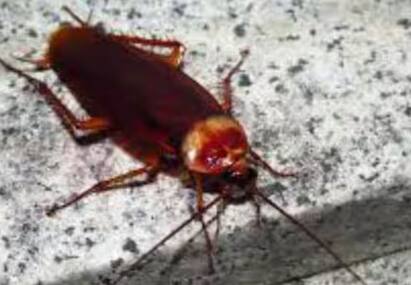 Insect Can Live Without Head: ਕੀ ਤੁਸੀਂ ਕਦੇ ਕਿਸੇ ਦੇ ਬਿਨਾਂ ਸਿਰ ਤੋਂ ਜਿਉਣ ਦੀ ਕਲਪਨਾ ਕੀਤੀ ਹੈ, ਨਹੀਂ ਨਾ। ਦੁਨੀਆਂ ਵਿੱਚ ਕੋਈ ਵੀ ਸਿਰ ਤੋਂ ਬਿਨਾਂ ਜਿਉਂਦਾ ਨਹੀਂ ਰਹਿ ਸਕਦਾ, ਸਿਵਾਏ ਇੱਕ ਜਾਨਵਰ ਦੇ। ਆਓ ਜਾਣਦੇ ਹਾਂ।