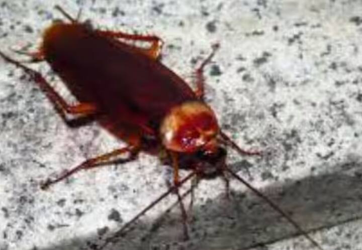 Insect Can Live Without Head: ਕੀ ਤੁਸੀਂ ਕਦੇ ਕਿਸੇ ਦੇ ਬਿਨਾਂ ਸਿਰ ਤੋਂ ਜਿਉਣ ਦੀ ਕਲਪਨਾ ਕੀਤੀ ਹੈ, ਨਹੀਂ ਨਾ। ਦੁਨੀਆਂ ਵਿੱਚ ਕੋਈ ਵੀ ਸਿਰ ਤੋਂ ਬਿਨਾਂ ਜਿਉਂਦਾ ਨਹੀਂ ਰਹਿ ਸਕਦਾ, ਸਿਵਾਏ ਇੱਕ ਜਾਨਵਰ ਦੇ। ਆਓ ਜਾਣਦੇ ਹਾਂ।