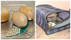 தங்கத்தை விடுங்க.. குரங்கை கடத்தி இருக்காங்க.. சென்னை விமான நிலையத்தில் பரபரப்பு