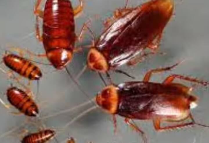 ਸਿਰ ਤੋਂ ਬਿਨਾਂ ਜਿਉਂਦਾ ਰਹਿਣਾ ਕਿਸੇ ਲਈ ਵੀ ਇੱਕ ਕਲਪਨਾ ਹੈ, ਪਰ ਧਰਤੀ 'ਤੇ ਇੱਕ ਅਜਿਹਾ ਜੀਵ ਪਾਇਆ ਜਾਂਦਾ ਹੈ ਜੋ ਸਿਰ ਤੋਂ ਬਿਨਾਂ ਵੀ ਜੀ ਸਕਦਾ ਹੈ। ਇਹ ਕੋਈ ਦੁਰਲੱਭ ਜੀਵ ਨਹੀਂ ਹੈ, ਸਗੋਂ ਇੱਕ ਕਾਕਰੋਚ ਹੈ ਜੋ ਹਰ ਕਿਸੇ ਦੇ ਘਰ ਵਿੱਚ ਪਾਇਆ ਜਾਂਦਾ ਹੈ।