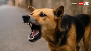 22-Year-Old Kabaddi Star’s Death Due To Sparks Wake-Up Call; What You Must Know About Dog Bites