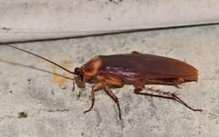 ਸਿਰ ਕੱਟਣ ਤੋਂ ਬਾਅਦ ਵੀ ਜਿਉਂਦਾ ਰਹਿ ਸਕਦਾ ਤੁਹਾਡੇ ਘਰ ‘ਚ ਰਹਿਣ ਵਾਲਾ ਆਹ ਕੀੜਾ, ਨਾਮ ਜਾਣ ਕੇ ਰਹਿ ਜਾਓਗੇ ਹੈਰਾਨ ਤੁਸੀਂ