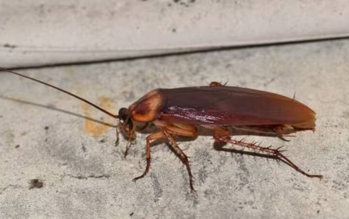 ਕਾਕਰੋਚ ਆਪਣੇ ਸਿਰ ਤੋਂ ਬਿਨਾਂ ਲਗਭਗ ਇੱਕ ਹਫ਼ਤੇ ਤੱਕ ਜ਼ਿੰਦਾ ਰਹਿ ਸਕਦਾ ਹੈ। ਇਹ ਕੁਦਰਤ ਦਾ ਚਮਤਕਾਰ ਨਹੀਂ ਹੈ, ਪਰ ਇਸ ਦੇ ਪਿੱਛੇ ਵਿਗਿਆਨ ਹੈ, ਜਿਸ ਬਾਰੇ ਤੁਹਾਨੂੰ ਪਤਾ ਹੋਣਾ ਚਾਹੀਦਾ ਹੈ।