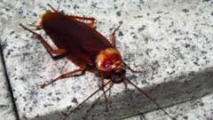 सिर कटने के बाद भी जिंदा रह सकता है आपके घर पर रहने वाला ये कीड़ा, नाम जानकर हैरान रह जाएंगे आप