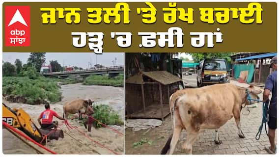 Cow rescue| ਜਾਨ ਤਲੀ 'ਤੇ ਰੱਖ ਬਚਾਈ ਹੜ੍ਹ 'ਚ ਫ਼ਸੀ ਗਾਂ| heavy rain