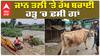Cow rescue| ਜਾਨ ਤਲੀ 'ਤੇ ਰੱਖ ਬਚਾਈ ਹੜ੍ਹ 'ਚ ਫ਼ਸੀ ਗਾਂ| heavy rain