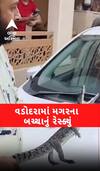Vadodara: Baby Crocodile Resuce : રહેણાંક વિસ્તારમાં મગરના બચ્ચાનું રેસ્ક્યું | Abp Asmita
