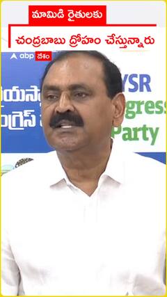 మామిడి రైతులకు చంద్రబాబు ద్రోహం చేస్తున్నారు..?