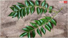 Health Tips: રોજ એક મીઠા લીમડાનું પાન ખાવાના ફાયદા જાણશો તો આજે જ ખાવા લાગશો