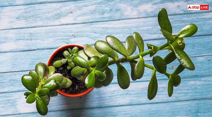 क्रासुला: क्रासुला का प्लांट घर पर लगाते ही पैसों की तंगी दूर हो सकती है. इसे जेड प्लांट के नाम से भी जाना जाता है. जानकार बताते हैं कि सिक्के जैसी छोटी-छोटी पत्तियों वाला यह पौधा धन को आकर्षित करने की ताकत रखता है.