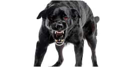 కుక్క కరిస్తే వచ్చే ప్రాణాంతక రేబిస్ నుంచి రక్షించే మార్గం ఇదే.. డాక్టర్ శివకుమార్ సలహాలు