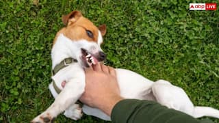 ICMR की रिपोर्ट ने किया खुलासा, 2030 तक रेबीज मुक्त भारत का लक्ष्य