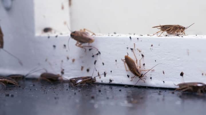 इसीलिए आगर किसी कॉकरोच का सिर कट भी जाता है तो वो करीब एक हफ्ते तक बिना सिर के भी जिंदा रह सकता है.