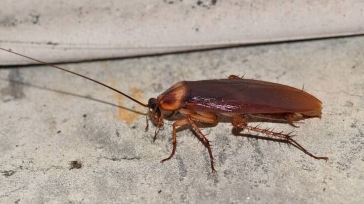 साइंटिस्ट की मानें तो कॉकरोच का दिमाग सिर्फ सिर्फ उसके सिर में नहीं, बल्कि पूरे शरीर में होता है. इसके अलावा कॉकरोच के शरीर में ओपन सर्कुलेटरी सिस्टम होता है.