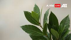 Vastu Tips For Bay Leaves: घर से नकारात्मकता दूर करने और धन आकर्षित करने के लिए तेज पत्ता के अचूक वास्तु उपाय!