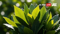Vastu Tips For Bay Leaves: घर से नकारात्मकता दूर करने और धन आकर्षित करने के लिए तेज पत्ता के अचूक वास्तु उपाय!