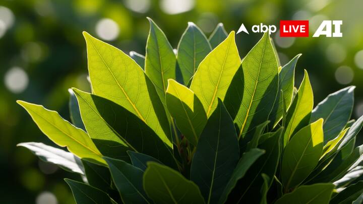 जीवन में पैसों की तंगी बनी हुई है तो किचन में एक पोटली में तेजपत्ते के 6-7 पत्ते बांधकर रखें दे. धीरे-धीरे घर की दरिद्रता दूर हो जाएगी.