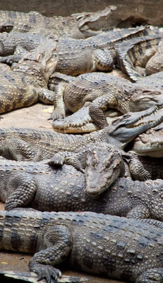 किस देश में छिपकली और मगरमच्छ खाते हैं लोग?