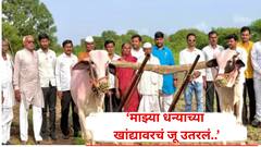 माझ्या धन्याच्या खांद्यावरचं जू उतरलं, माऊलीच्या डोळ्यांच्या कडा ओलावल्या, लातूरच्या 75 वर्षीय शेतकऱ्याला अशी मिळाली बैलजोडी