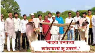 माझ्या धन्याच्या खांद्यावरचं जू उतरलं, माऊलीच्या डोळ्यांच्या कडा ओलावल्या, लातूरच्या 75 वर्षीय शेतकऱ्याला अशी मिळाली बैलजोडी