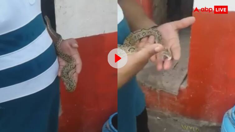 Man caressing Russell Viper snake and the snake attacked him fatally video goes viral मौत से खेल रहा था...रसेल वाइपर को अजगर समझ दुलार रहा था शख्स, तभी अचानक हो गया हमला, देखें वीडियो