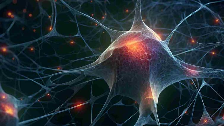 Do new cells form in the brain even after growing up New research has revealed the mysteries of the brain