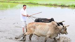 CM धामी का दिखा 'किसानी' वाला अंदाज, खटीमा में की खेतों की जुताई और धान की रोपाई