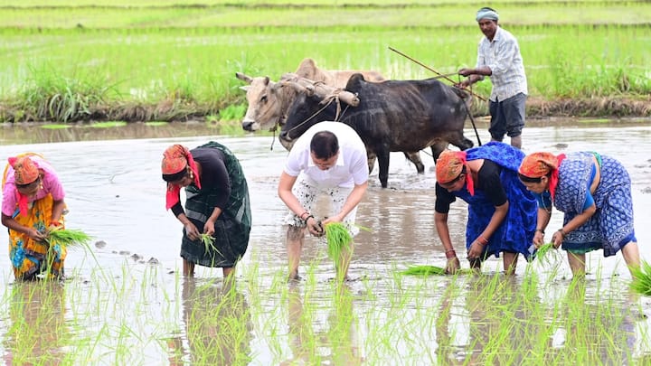 इसके बाद उन्होंने किसानों के साथ अपने खेत में धान की रोपाई की और किसानी के अनुभव को महसूस किया.
