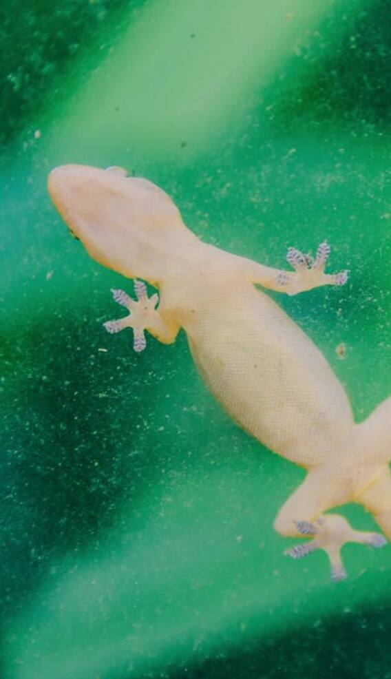 घर से छिपकली भगाने का ये है देसी जुगाड़