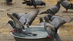 Maharashtra Govt Cracks Down On Pigeon Feeding In Public; Know Health Hazards Of Bird Excreta, Feathers