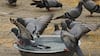 Maharashtra Govt Cracks Down On Pigeon Feeding In Public; Know Health Hazards Of Bird Excreta, Feathers