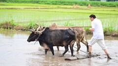 CM धामी का दिखा 'किसानी' वाला अंदाज, खटीमा में की खेतों की जुताई और धान की रोपाई