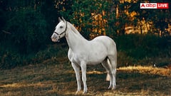 बड़े जानवरों के चेहरे लंबे क्यों होते हैं? जानें इसके पीछे क्या है साइंस