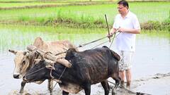 CM धामी का दिखा 'किसानी' वाला अंदाज, खटीमा में की खेतों की जुताई और धान की रोपाई