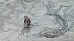 धान रोपाई के दौरान 13 साल के बच्चे की सांप के काटने से मौत, कीचड़ में फंसे कोबरा की फोटो वायरल