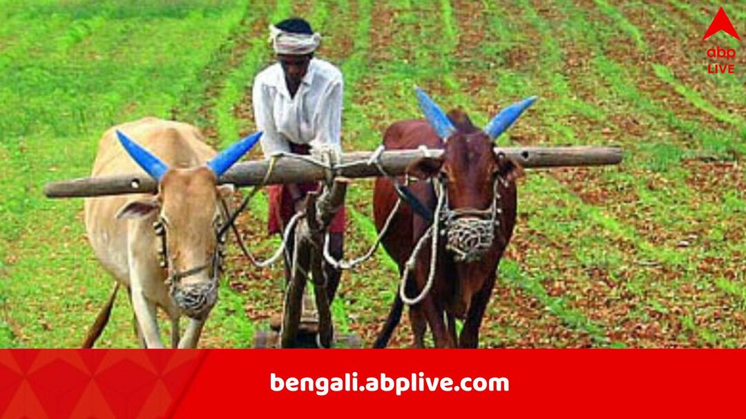 767 farmers died by suicide in 3 months in Maharashtra Oppositions Rahul Gandhi attack BJP Maharashtra News: তিন মাসে মহারাষ্ট্রে প্রাণ দিয়েছেন ৭৬৭ কৃষক, ‘কোটিপতিদের ঋণ মাফ করতে পারেন, অন্নদাতাদের নয়’, মোদিকে তোপ রাহুলের