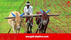 তিন মাসে মহারাষ্ট্রে প্রাণ দিয়েছেন ৭৬৭ কৃষক, ‘কোটিপতিদের ঋণ মাফ করতে পারেন, অন্নদাতাদের নয়’, মোদিকে তোপ রাহুলের