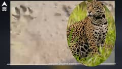 Punjab News: ਇਸ ਜ਼ਿਲ੍ਹੇ 'ਚ ਤੇਂਦੂਆ ਨੇ ਮਾਰੀ ਐਂਟਰੀ, ਕਿਸਾਨਾਂ ਨੇ ਖੇਤਾਂ ਚ ਦੇਖੇ ਨਿਸ਼ਾਨ, ਇਲਾਕੇ 'ਚ ਖੌਫ ਤੇ ਦਹਿਸ਼ਤ ਦਾ ਮਾਹੌਲ