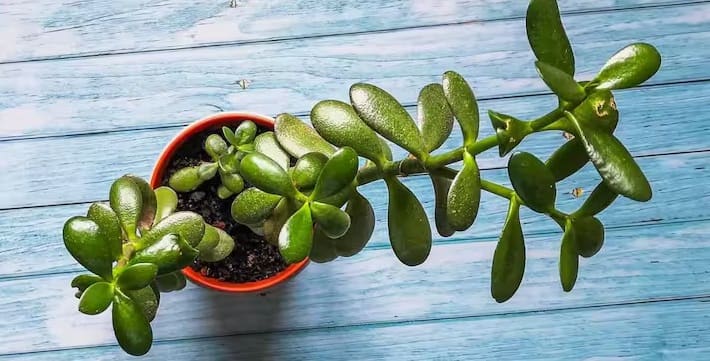 क्रासुला: इसे घर में लगाते ही पैसों की कमी दूर हो जाती है। इसे जेड प्लांट के नाम से भी जाना जाता है। विशेषज्ञों का कहना है कि सिक्कों जैसी छोटी पत्तियों वाला यह पौधा धन को आकर्षित करने की शक्ति रखता है।
