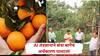 AI नं  संत्रा बागेचं अर्थकारणच पालटलं ! 5 लाखांचे 25 लाख झाले ; अमरावतीच्या विजय बिजवेंनी नेमकं काय केलं ?