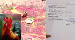 राष्ट्रवादीच्या माजी नगराध्यक्षाकडून भर चौकात कोंबड्याचा बळी; अंधश्रद्धा निर्मूलन समितीच्या तक्रारीवरुन गुन्हा दाखल, बीडच्या परळीत खळबळ 