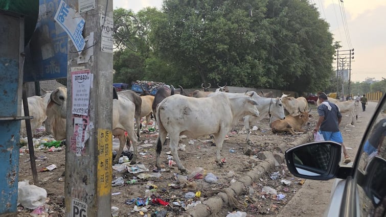 gurugram filthy streets trash piles stray cows viral netizens sanjiv kapoor Trash Piles and Stray Cows: Sanjiv Kapoor Questions Haryana’s Disneyland Dream Amid Gurugram’s Filthy Streets