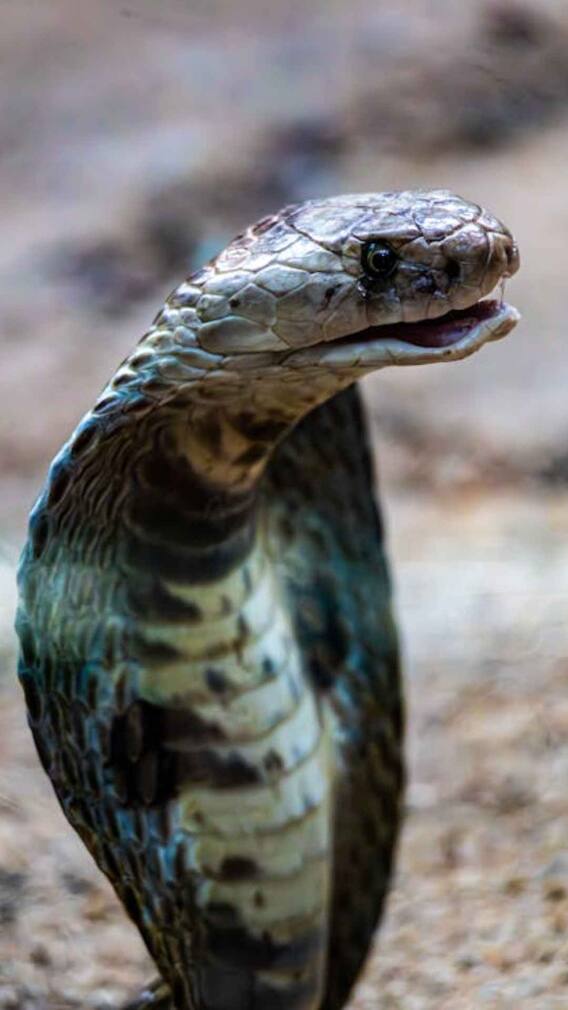 कोबरा नहीं, इस सांप का जहर है बेहद खतरनाक