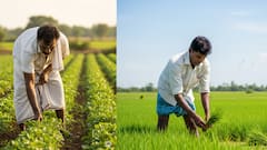 விவசாயிகளுக்கு அரசு வழங்கும் சூப்பர் திட்டங்கள்! மானியங்கள் To ஓய்வூதியம் வரை - உடனே தெரிஞ்சுக்கோங்க