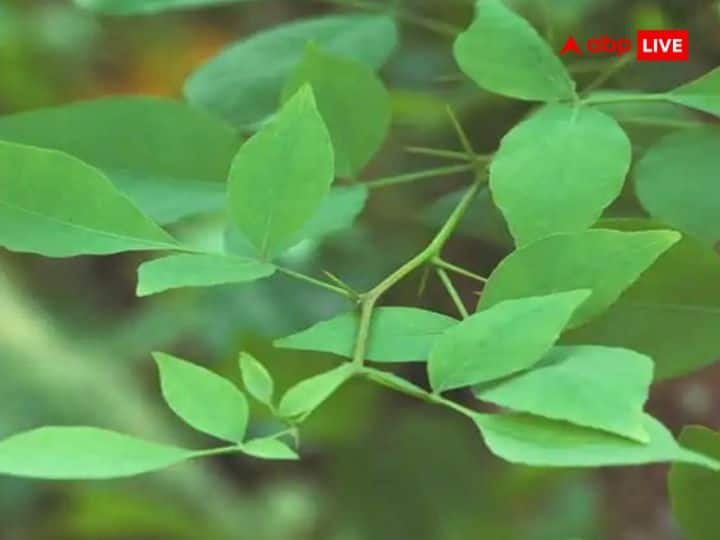 आप 3, 5, 7, 9, 11 या इससे अधिक संख्या में शिवलिंग पर बेलपत्र चढ़ा सकते हैं. बेलपत्र चढ़ाते समय ऊं नम: शिवाय मंत्र का उच्चारण अवश्य करें.