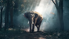 காட்டு யானைக்கு பழம் கொடுத்த நபர்... வனத்துறை அதிரடி நடவடிக்கை...  முழு விவரம்