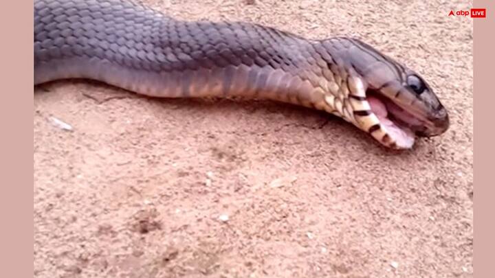 శ్రావణ మాసంలో చనిపోయిన పామును చూస్తే అది అశుభంగా పరిగణిస్తారు. మీరు ప్రస్తుతం తప్పు పనిలో మునిగిపోయారు, తప్పుడు మార్గంలో ఉన్నారు. ఏదైనా నిర్ణయం తీసుకునే ముందు వందసార్లు ఆలోచించండి, లేకపోతే భవిష్యత్తులో నష్టం జరగవచ్చని సూచన అది.