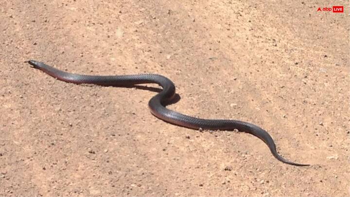 శ్రావణ మాసంలో పాము మీ మార్గంలో ఎదురుగా వస్తే అది శుభంగా పరిగణిస్తారు. మీరు ఏ పని కోసం వెళుతున్నారో, అందులో విజయం సాధిస్తారని దీని అర్థం.